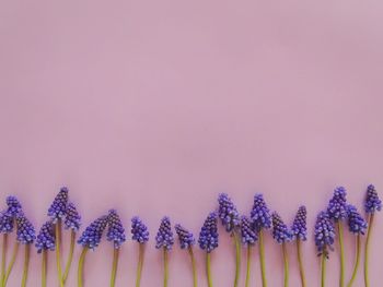 Close-up of purple flowering plants against blue background