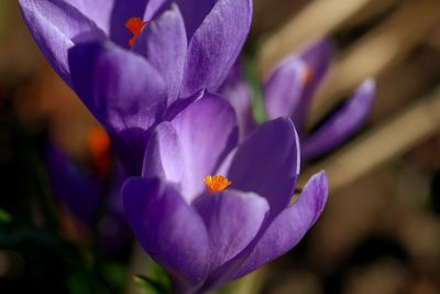 Close-up of purple crocus flowers