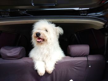 White furry dog looking over from the back of the car