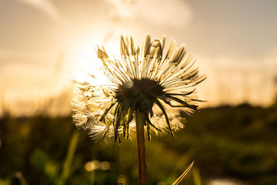 Close-up of dandelion against sky at sunset