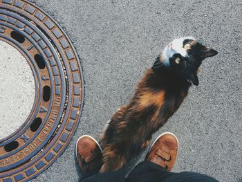 Low section of man standing by cat on footpath