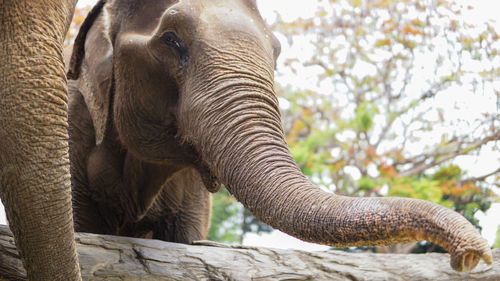 Close up of an elephant in elephant care sanctuary, mae tang, chiang mai province, thailand.