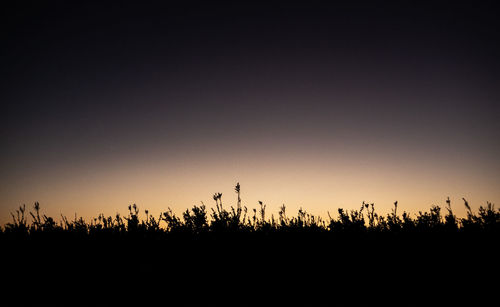 Silhouette trees against sky during sunset