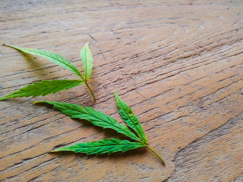 High angle view of green leaves on table