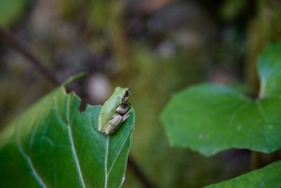 Close-up of frog on leaf