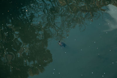 High angle view of swimming in lake