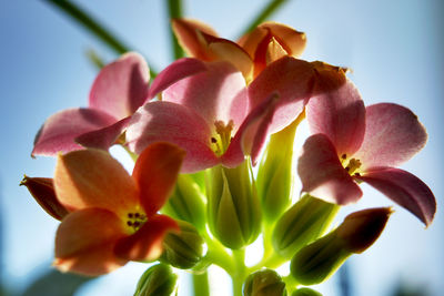 Close-up of day lily blooming against sky