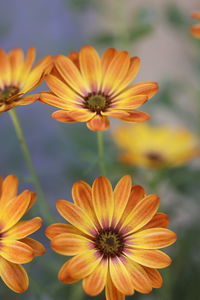 Close-up of orange flower