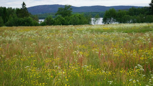 Scenic view of field