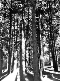 Trees in forest during winter