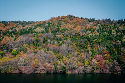 Trees on landscape against clear sky