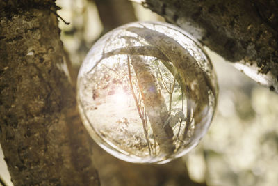 Close-up of crystal ball on tree