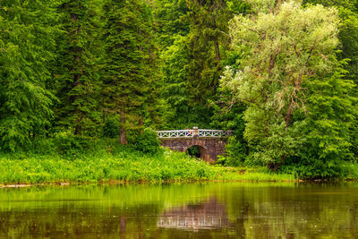 Scenic view of lake in forest