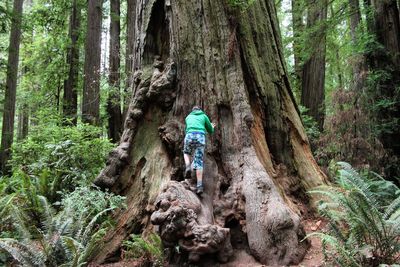 Rear view of person standing in front tree at jedediah smith redwoods state park