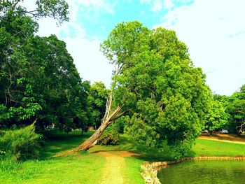 Scenic view of river with trees in background