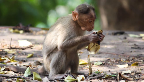 Monkey sitting outdoors