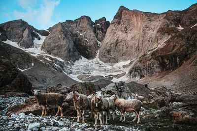 Panoramic view of sheep on rock