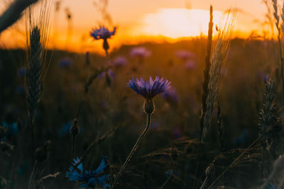 Close-up of purple flowering plants on field