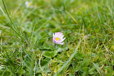 Close-up of pink flower on field