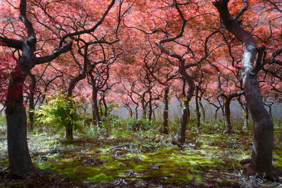 Trees in forest