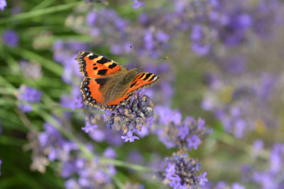 Close-up of butterfly pollinating on purple flower