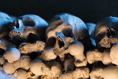 Close-up of human skulls