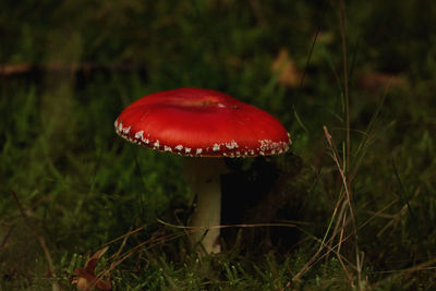 Close-up of fly agaric mushroom on field