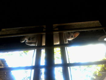 Low angle view of a cat on window