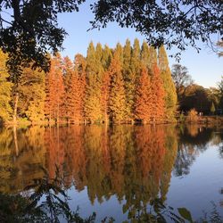 Reflection of trees in water