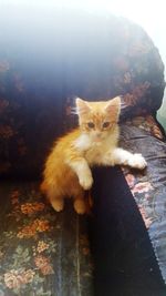 Portrait of ginger cat sitting outdoors