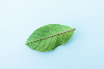 High angle view of leaf on white background