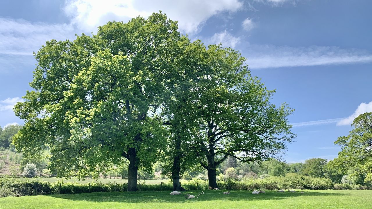 TREES GROWING IN FIELD