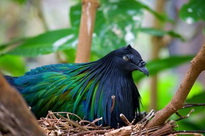 Close-up of bird perching on tree