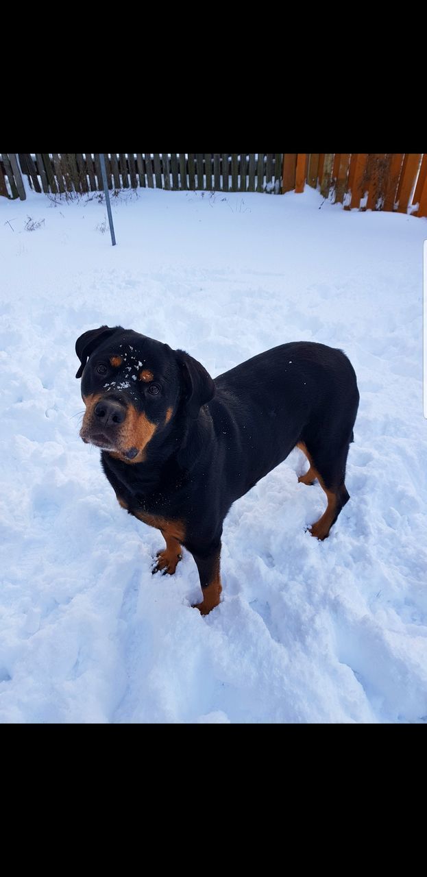 DOG IN SNOW