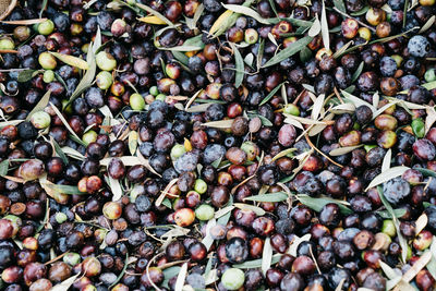 Close up of olives freshly harvester off the trees