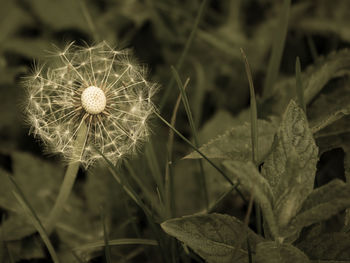 Close-up of dandelion on field