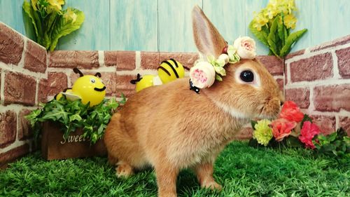 Close-up of rabbit on field