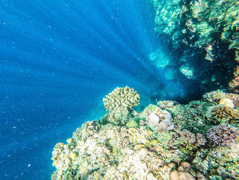 View of coral swimming in sea