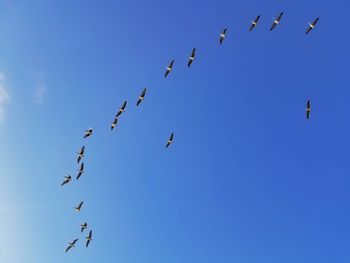 Low angle view of birds flying in sky