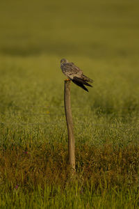 Close-up of mushroom growing on field