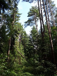 Low angle view of bamboo trees in forest