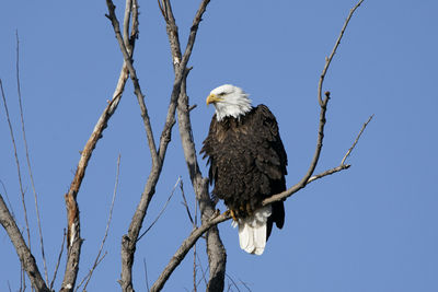 Low angle view of eagle perching on tree against sky