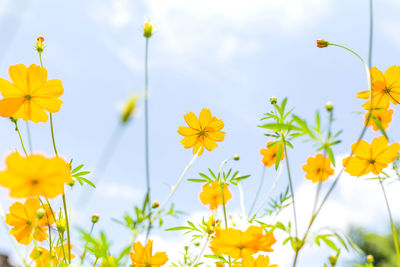 Close-up of yellow flowering plants