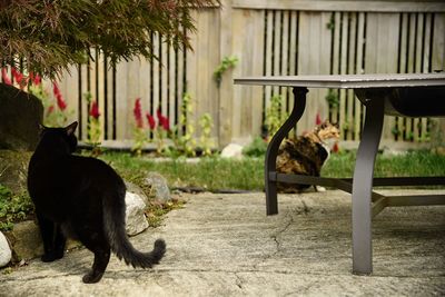 Black dog in a cat