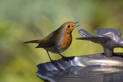 Close-up of bird perching