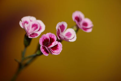 Close-up of pink flowering plant against blurred background