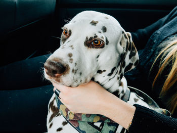 Close-up of a dog