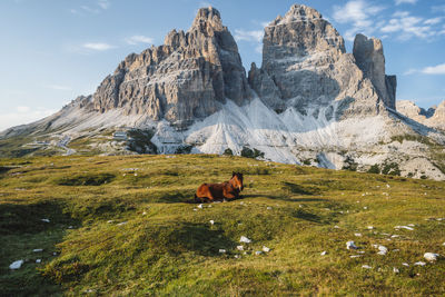 View of a horse on field