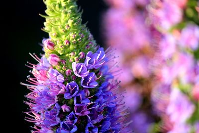 Close-up of purple flowering plant