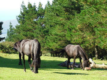 Horses grazing in a field